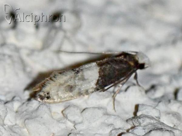 Trichophaga tapetzella