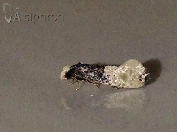 Trichophaga tapetzella