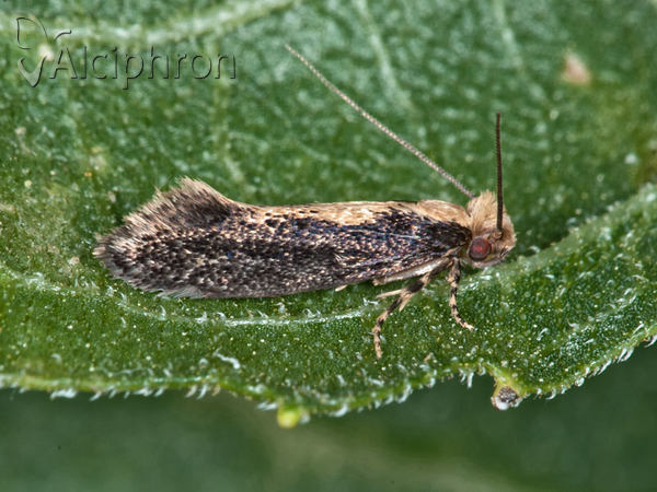 Reisserita relicinella