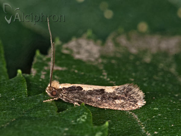 Reisserita relicinella