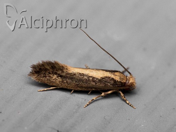 Reisserita relicinella