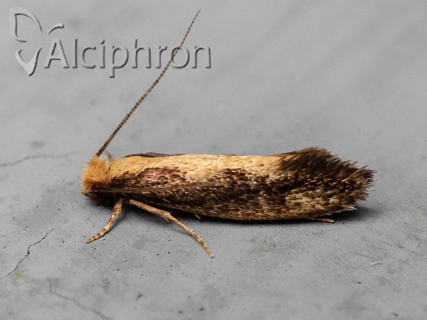 Reisserita relicinella