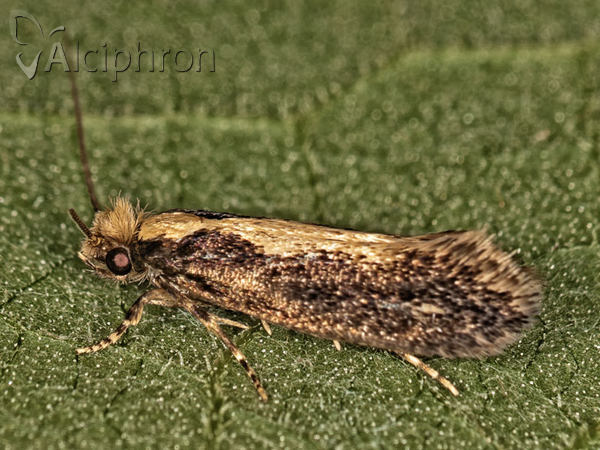 Reisserita relicinella