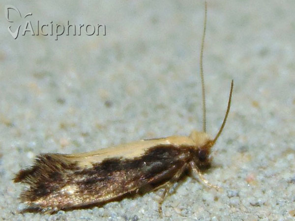 Reisserita relicinella