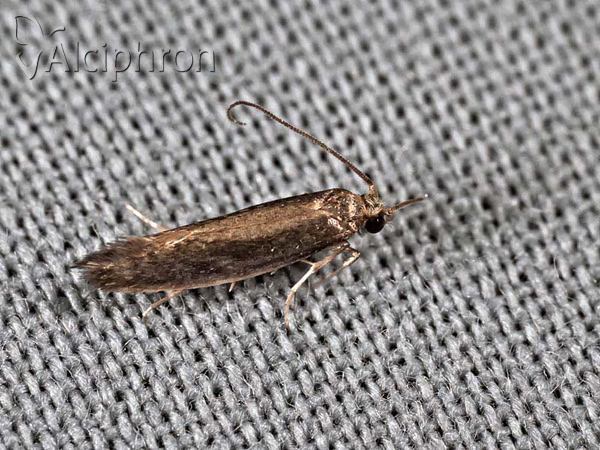 Reisserita relicinella