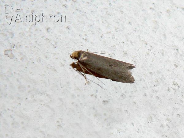 Cephimallota crassiflavella