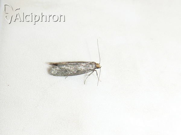 Cephimallota crassiflavella