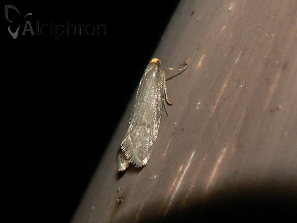 Cephimallota crassiflavella