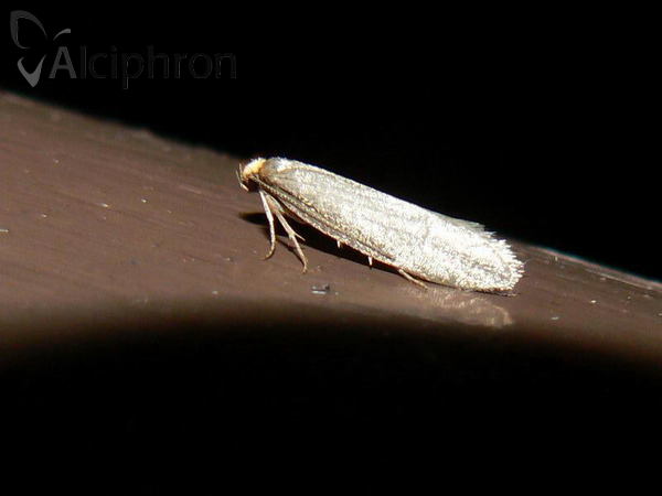Cephimallota crassiflavella