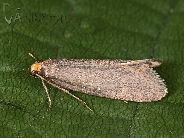 Cephimallota crassiflavella