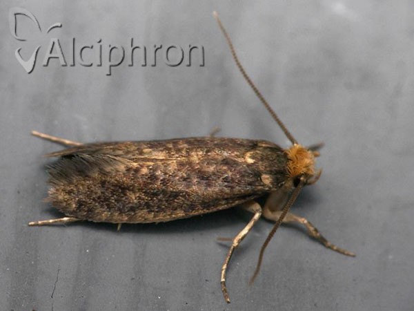 Cephimallota angusticostella