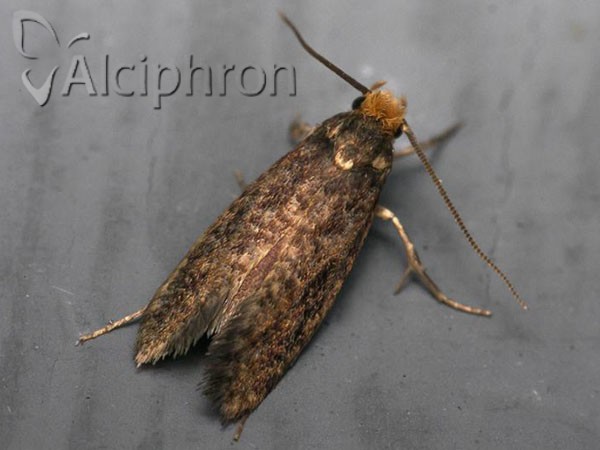 Cephimallota angusticostella