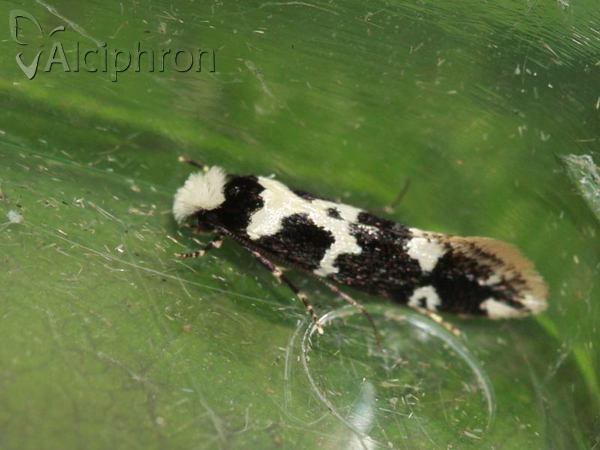 Neurothaumasia ankerella