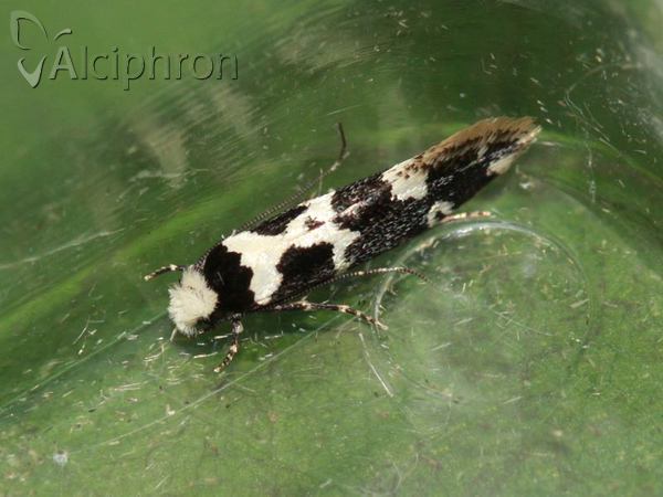 Neurothaumasia ankerella
