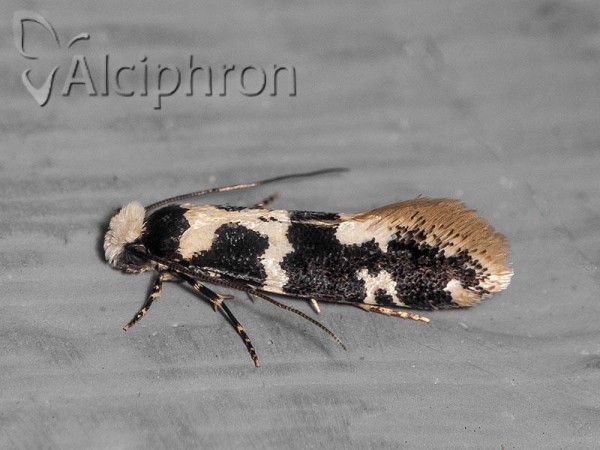 Neurothaumasia ankerella