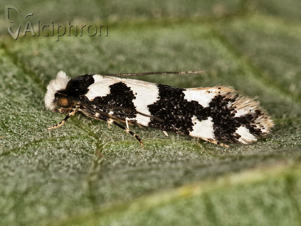 Neurothaumasia ankerella