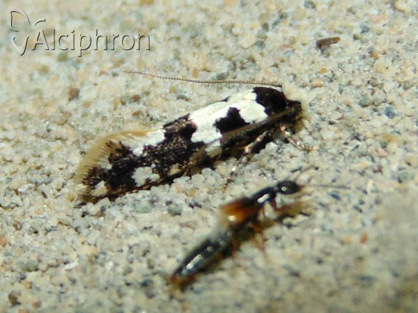 Neurothaumasia ankerella