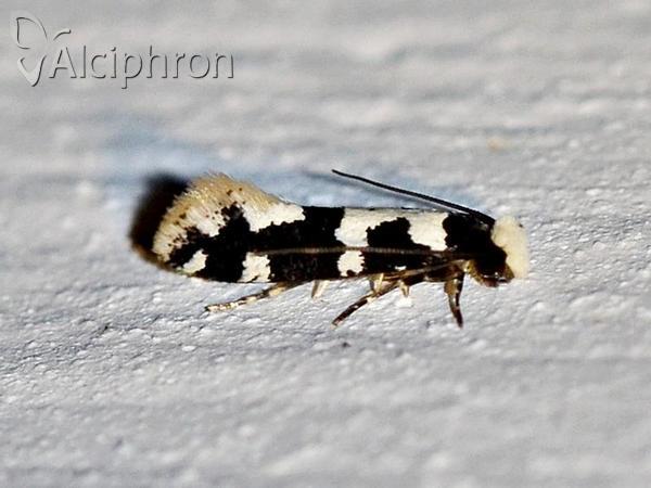 Neurothaumasia ankerella
