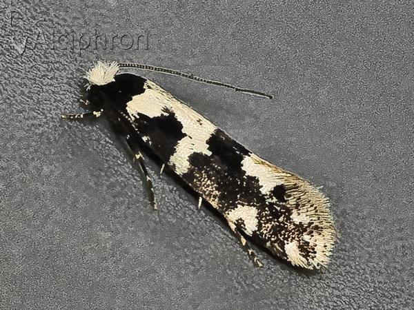 Neurothaumasia ankerella