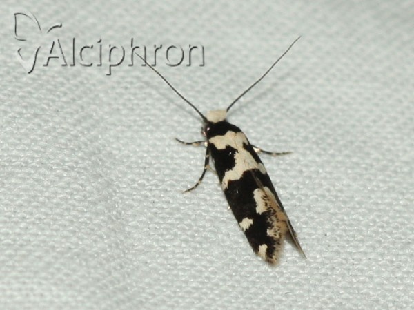 Neurothaumasia ankerella