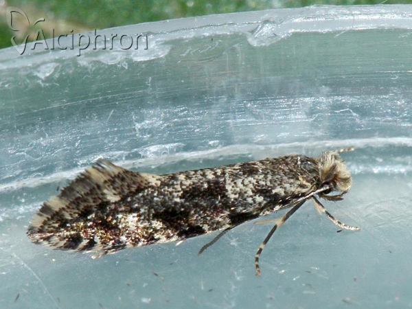 Nemapogon granella