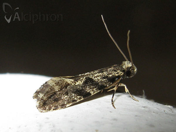 Nemapogon granella