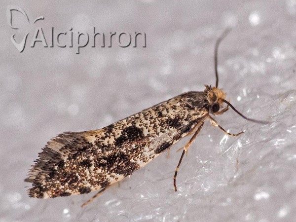 Nemapogon granella
