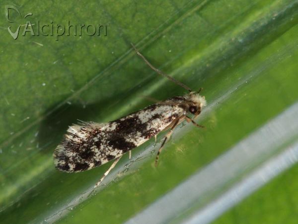 Nemapogon granella
