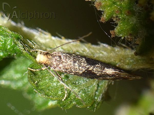 Nemapogon granella