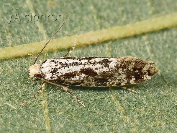 Nemapogon granella