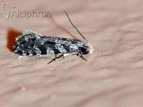 Nemapogon granella