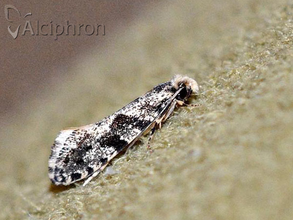Nemapogon granella