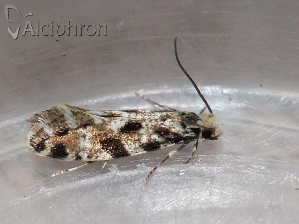 Nemapogon cloacella