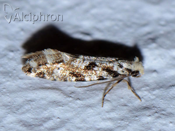 Nemapogon cloacella
