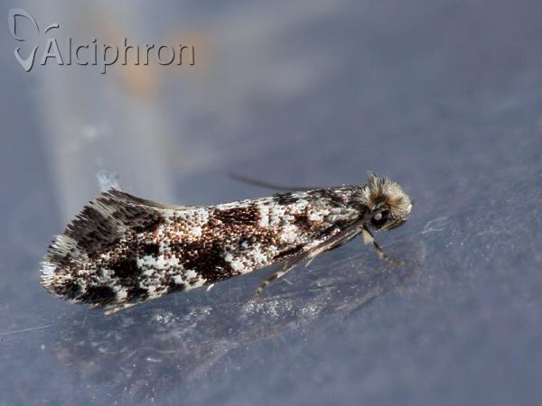 Nemapogon cloacella