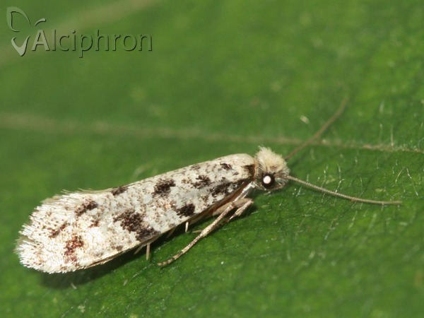 Nemapogon cloacella