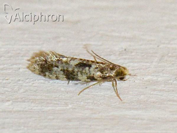 Nemapogon cloacella