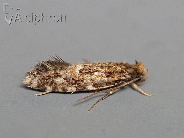 Nemapogon cloacella