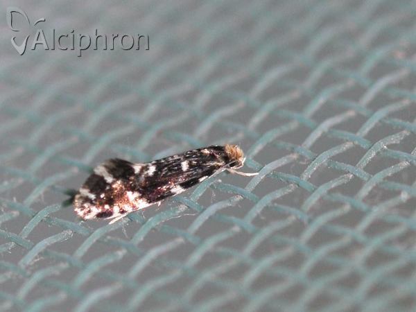 Nemapogon wolffiella