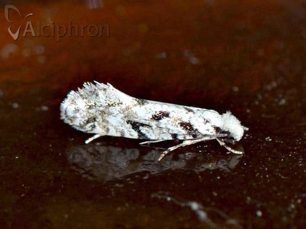 Nemapogon nevadella