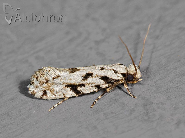 Nemapogon nevadella