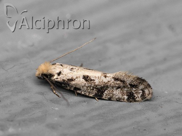 Nemapogon nevadella