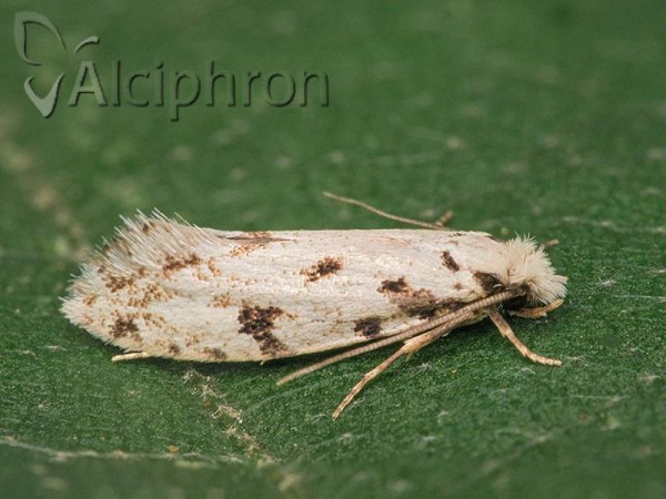 Nemapogon nevadella