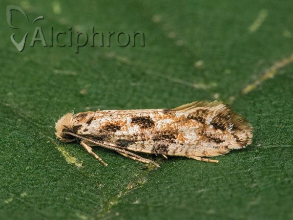 Nemapogon nevadella