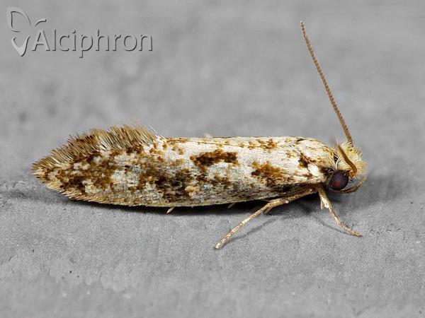 Nemapogon variatella