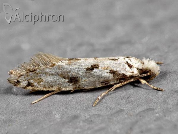 Nemapogon variatella