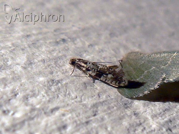 Nemapogon variatella