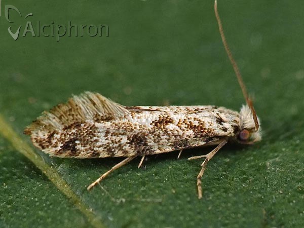 Nemapogon variatella