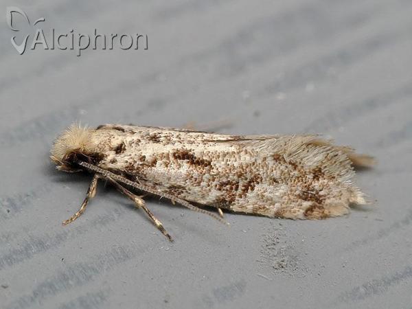 Nemapogon variatella