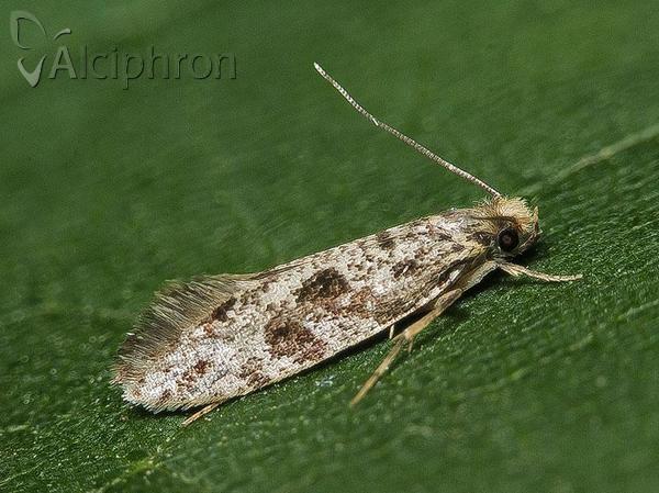 Nemapogon variatella